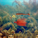 Load image into Gallery viewer, Spinnerbait - Swimbait "PREDATOR" Crawdaddy Red - Free Shipping
